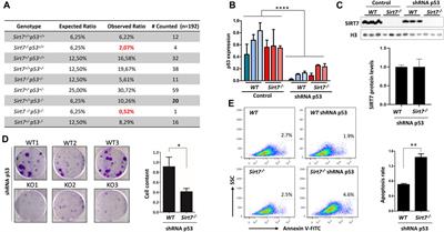 SIRT7 and p53 interaction in embryonic development and tumorigenesis